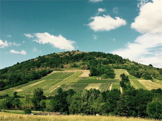 Domaine de la Dentelle - Gravelles - Morgane Monneret