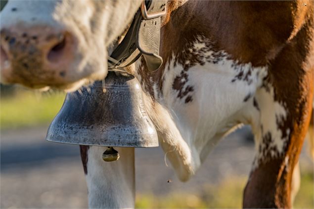 Vache - B. Molinier