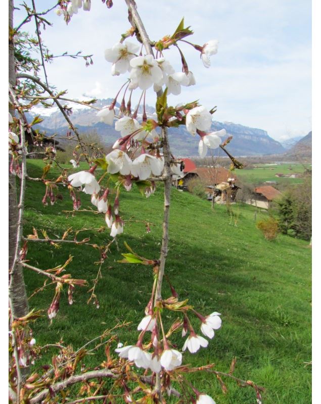 Prunus x yedoensis