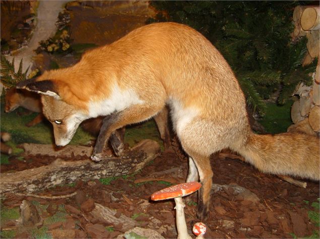 - Musée de la nature