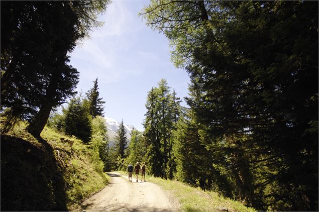 Chemin forestier vers Plan Bois - Philippe Royer