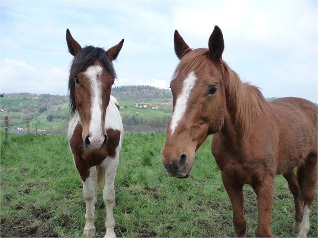 Chevaux au prés - ML Frescurat