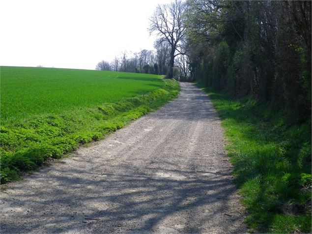 Chemin de Pizay - OT 3CM