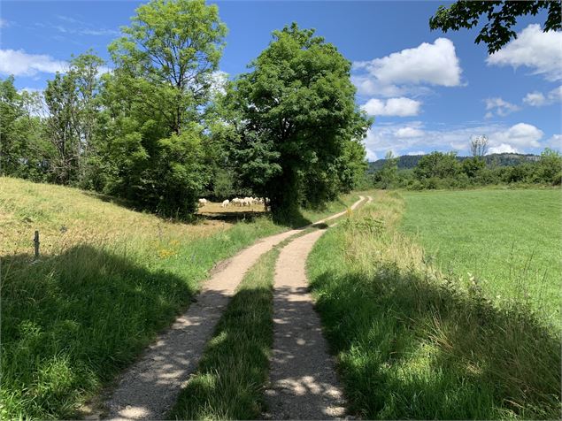 Chemin de campagne - Maxime Michel