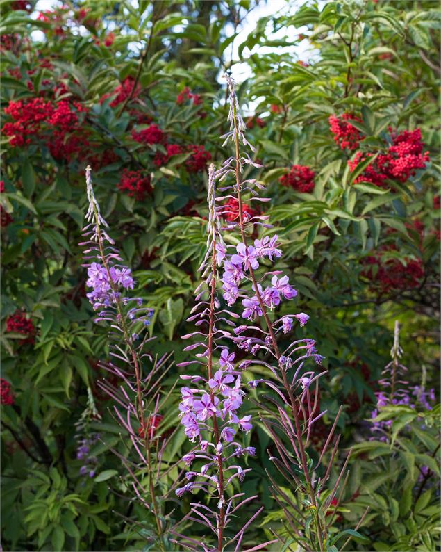 Fleurs plateau de Gavot - OTPEVA - Maxence Pareyt