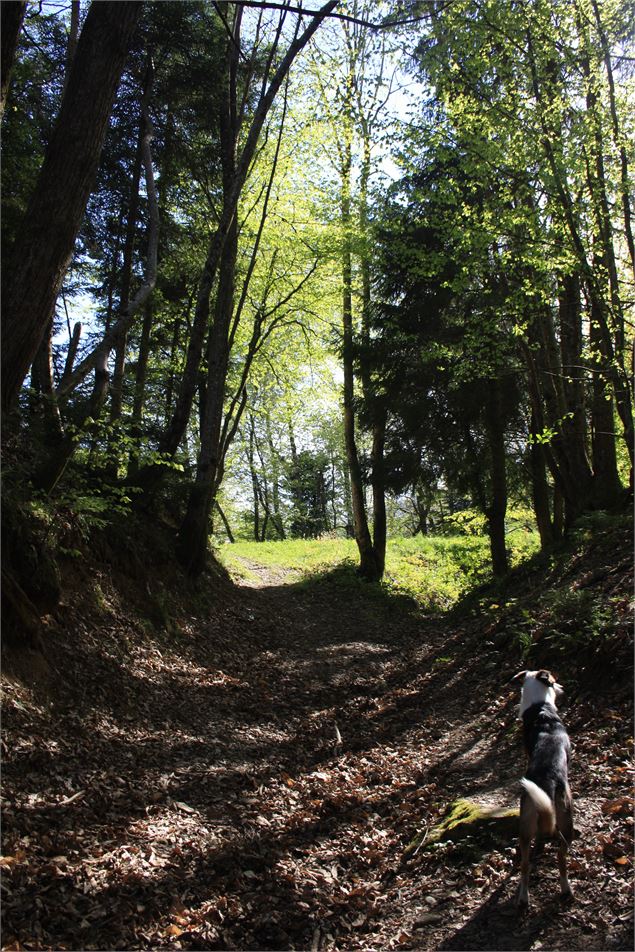 Boucle de Vernathiau - Ville de La Motte-Servolex