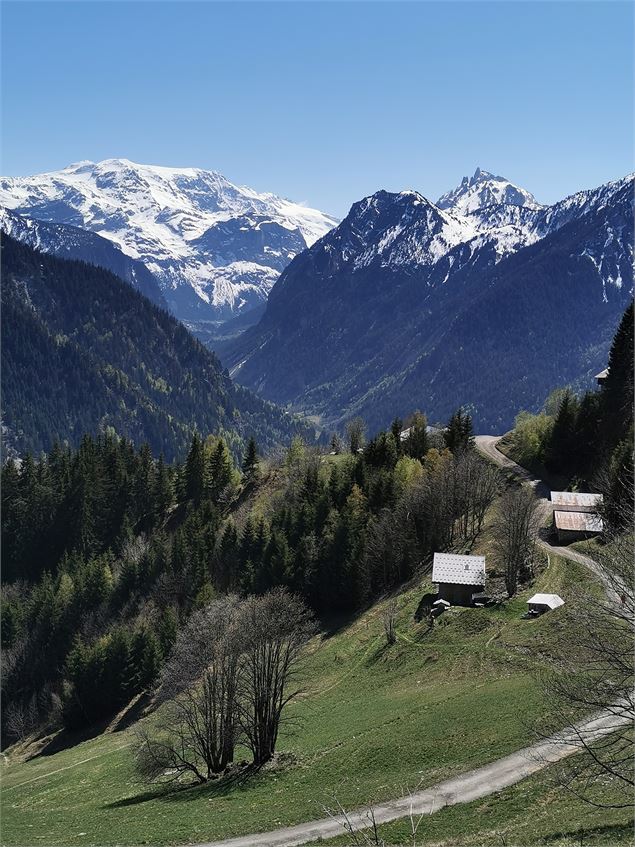 La forêt du Miollet - OT Champagny