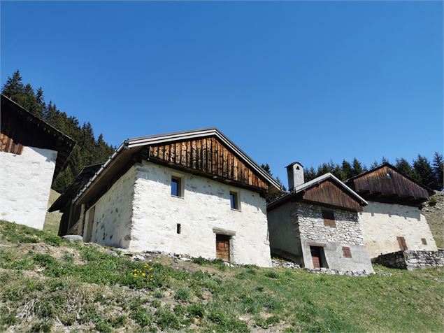 La forêt du Miollet - OT Champagny