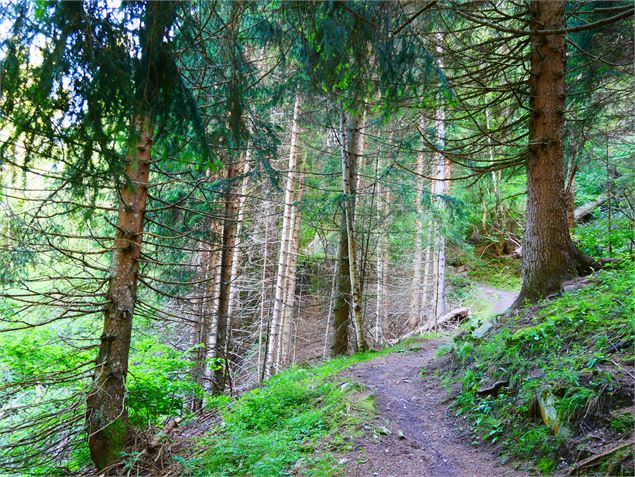 Forêt - G. Kiener