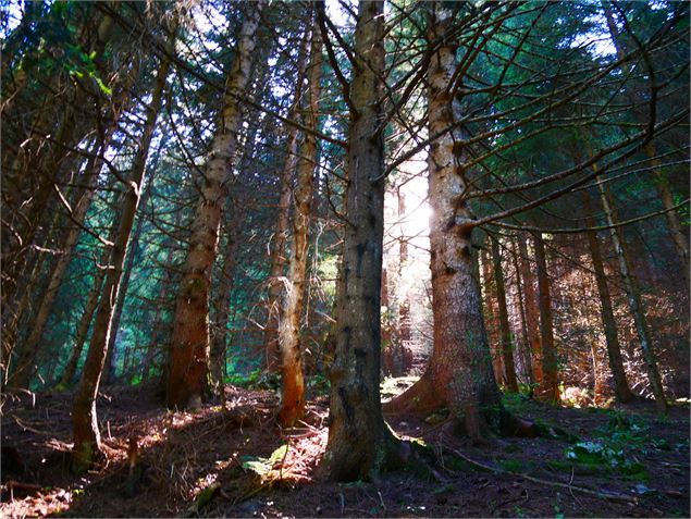 Sentier forestier - G. Kiener