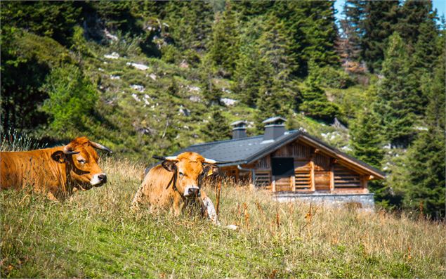 Découverte de la faune locale : troupeau de vaches - OT Flaine / C.Genard