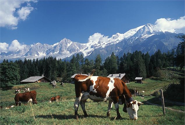 Alpage de Charousse - S. ABRIAL - OT Vallée de Chamonix