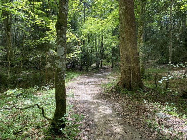 Forêt la Féclaz - Flora Dutordoir