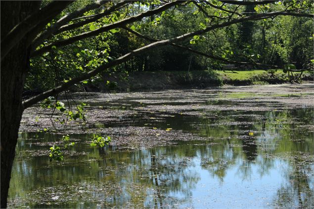 Etang de l'arboretum - M. Zeilfelder