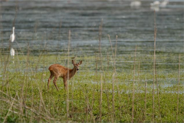 Biche - M. Zeilfelder