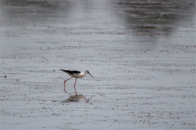 Echasse blanche sur l'étang du Grand Birieux - M. Zeilfelder
