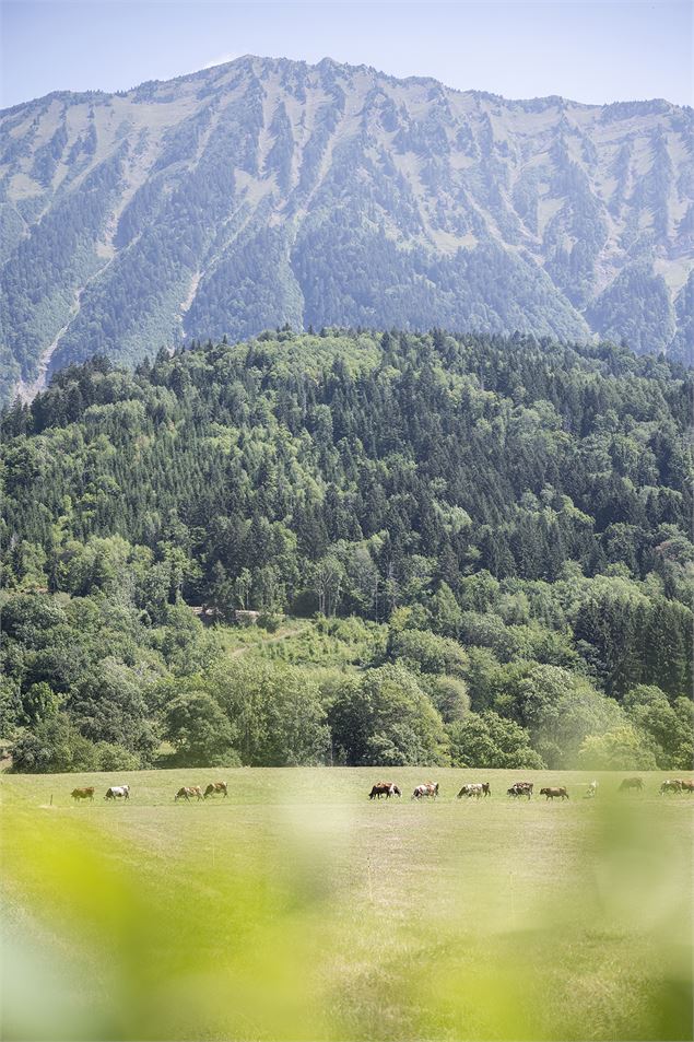 Marche nordique #3 Faverges-Seythenex - Les balcons des Combes_Faverges-Seythenex - ©TilbyVattard