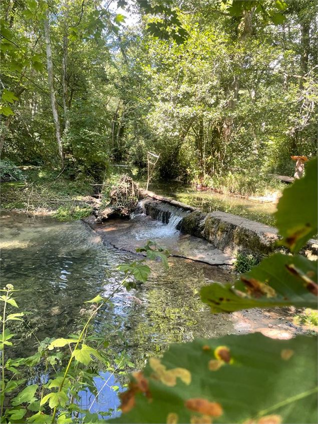 Marais de Bidonnes - ©OT Divonne-les-Bains