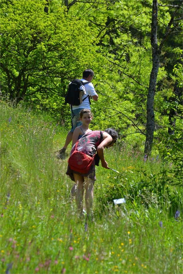 Sentier botanique des orchidées - Demange A.