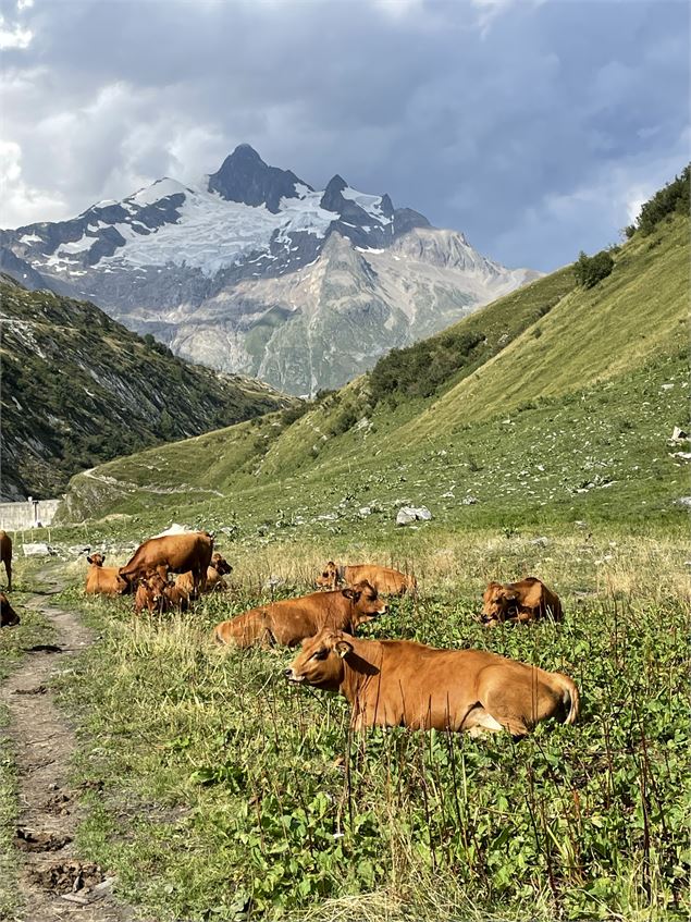 Vaches - François