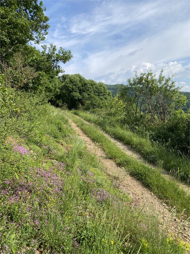 Circuit de randonnée pédestre : La Montagne de Saint-Benoit_Groslée-Saint-Benoit - ©Office de touris