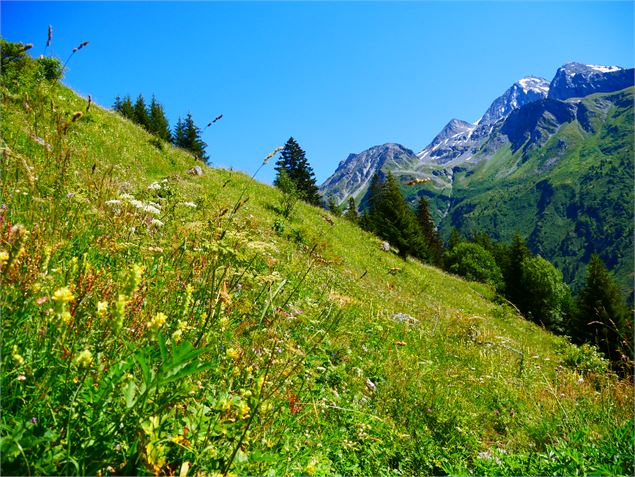 Prairie de l'alpage - OTGP