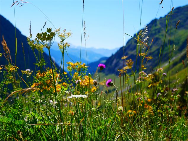 Flore de l'alpage de Lécheron - OTGP