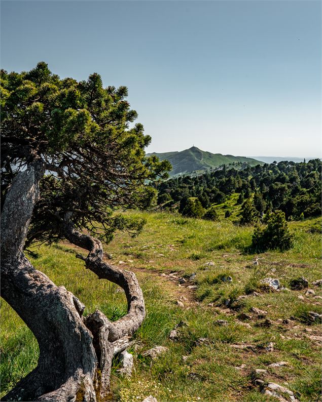 vue - ©ThomasBalliard