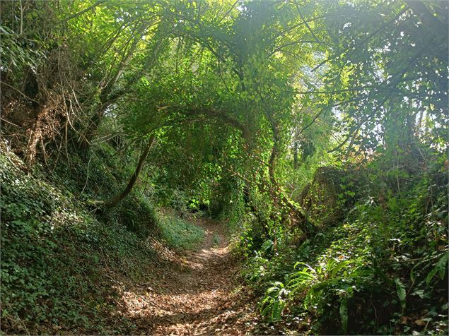 Passage en sous-bois Sentier Les Hauts de St-Genix St-Genix-sur-Guiers St-Genix-les-Villages - OT V