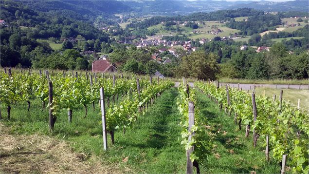 Vigne - C. Maurel/Smaps