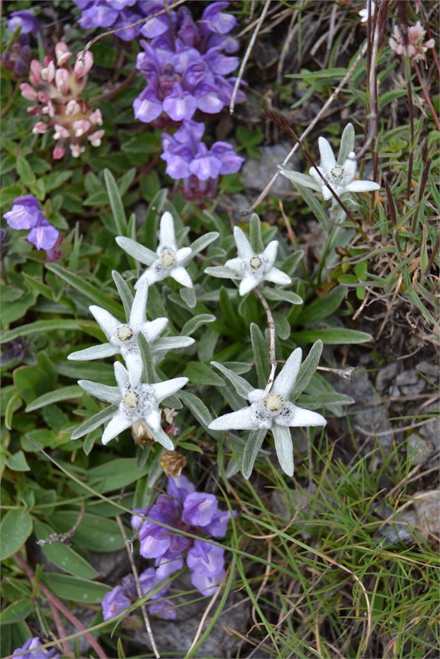 Réserve Naturelle et lac de la Grande Sassière - ©SavoieMontBlanc-Lansard
