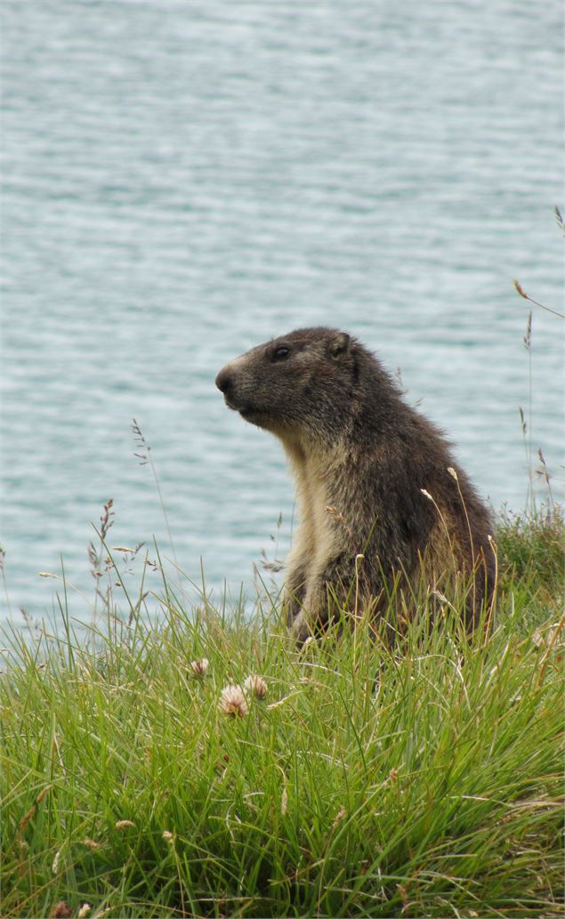 Réserve Naturelle et lac de la Grande Sassière - ©SavoieMontBlanc-Lansard