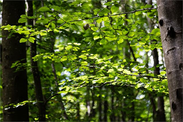 Forêt Mandallaz - Kenny Cérou