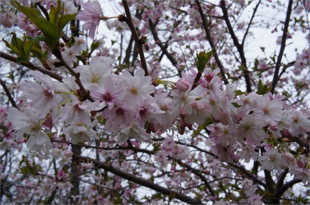 Prunus x subhirtella var. autumnalis - GRATIA Manon