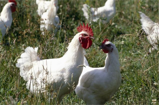 Route de la Bresse - droits réservés