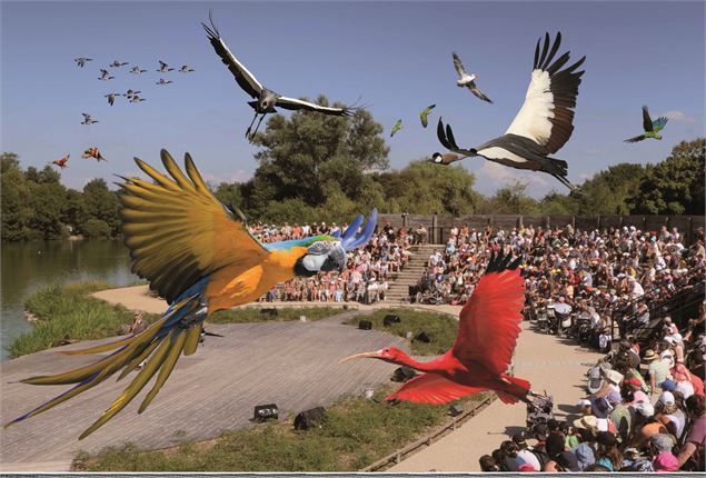 Spectacle oiseaux en vol - ©Georges JANODY /Aintourisme