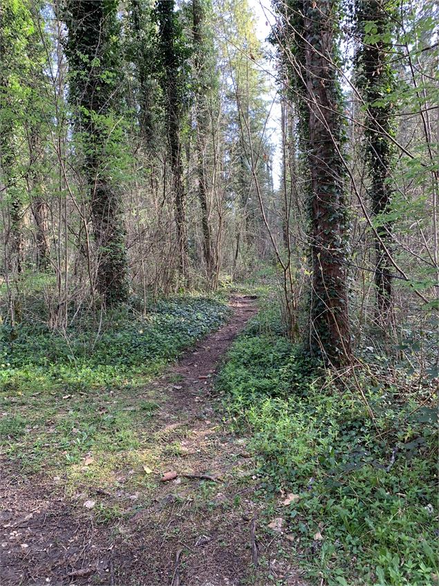Chemin forestier - Maxime Michel