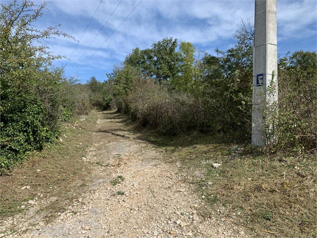 Chemin forestier - Maxime Michel