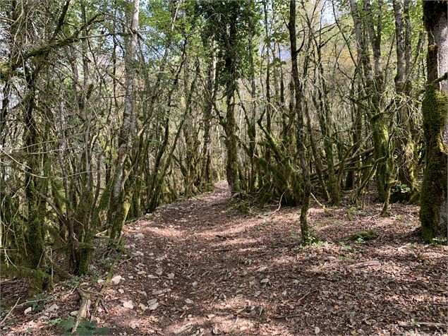 Chemin forestier - Maxime Michel