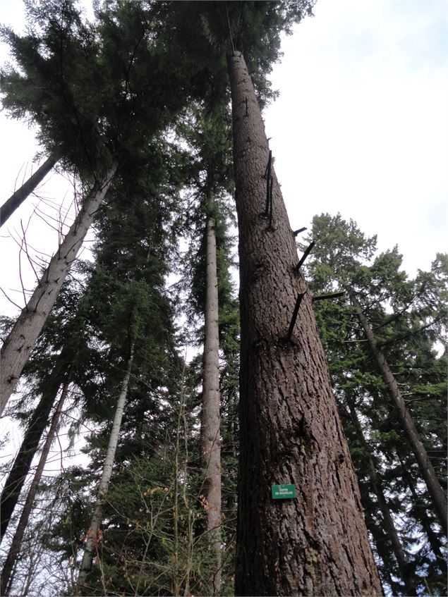 sentier d'Ardon - Les défricheurs