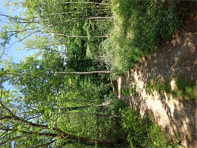 Le chemin est dans les bois - Sabrina Megani