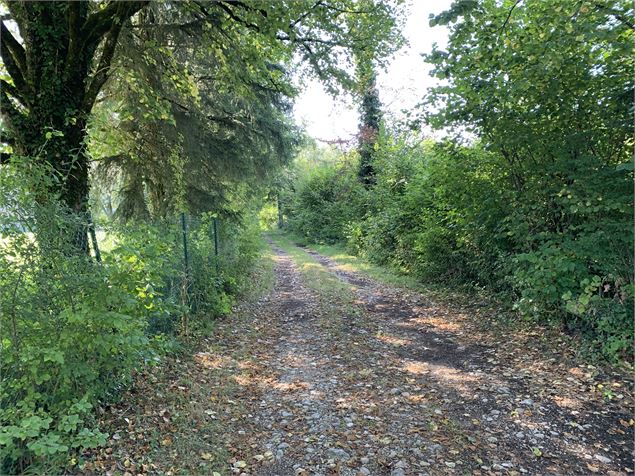 Chemin forestier - Maxime Michel