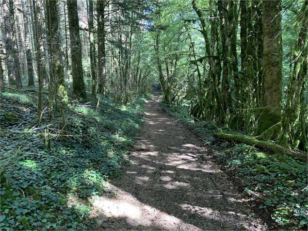 Chemin forestier - Maxime Michel