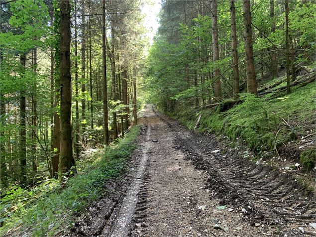 Chemin forestier - Maxime Michel