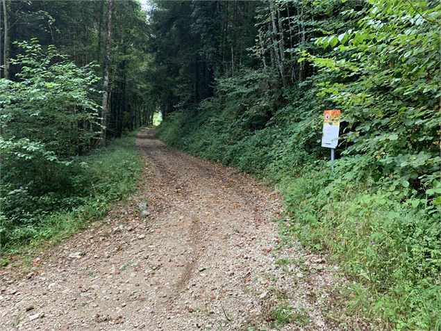 Chemin forestier - Maxime Michel
