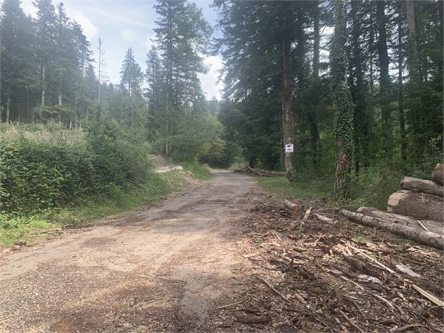 Chemin forestier - Maxime Michel