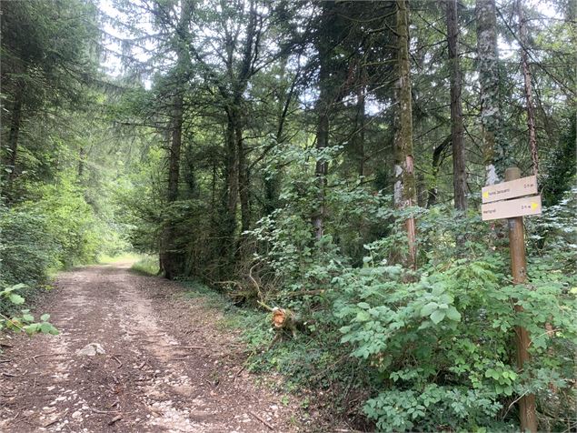 Chemin forestier - Maxime Michel