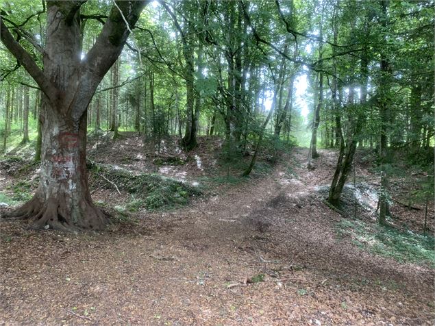 Sentier Les Granges - Maxime Michel