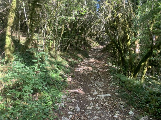 Sentier de forêt - Maxime Michel