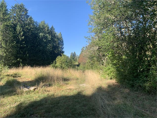 Chemin forestier - Maxime Michel